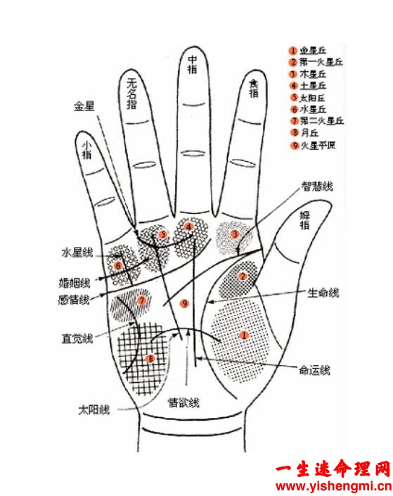 木星丘上的各种纹代表的意思